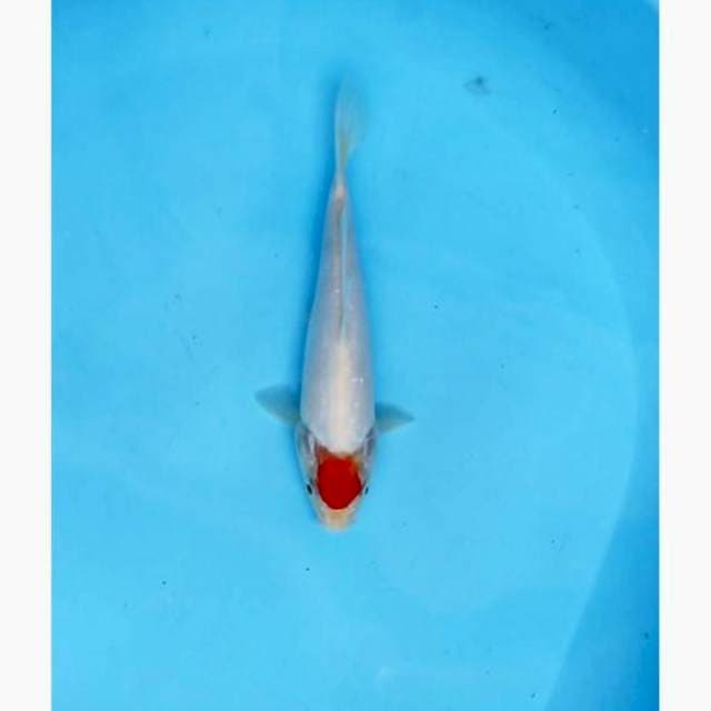 Tancho kohaku 23cm