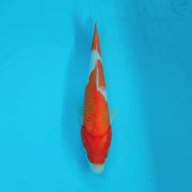 Kohaku 30bu