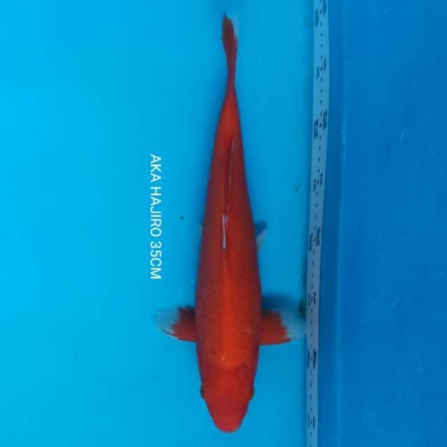 AKAHAJIRO MALE 35CM