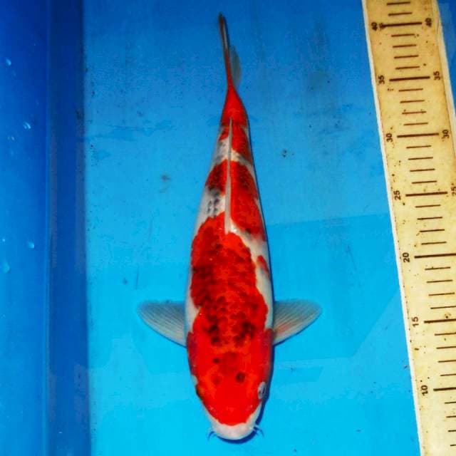 GOSHIKI RACING MERONA 32cm