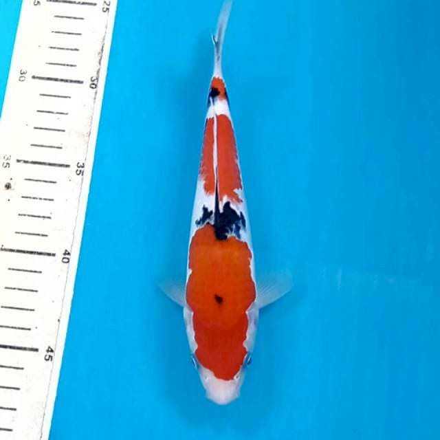 Sanke, 20 cm