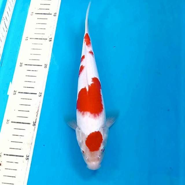 Kohaku, 25 cm