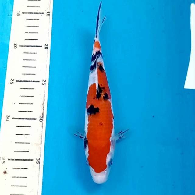 Sanke, 22 cm