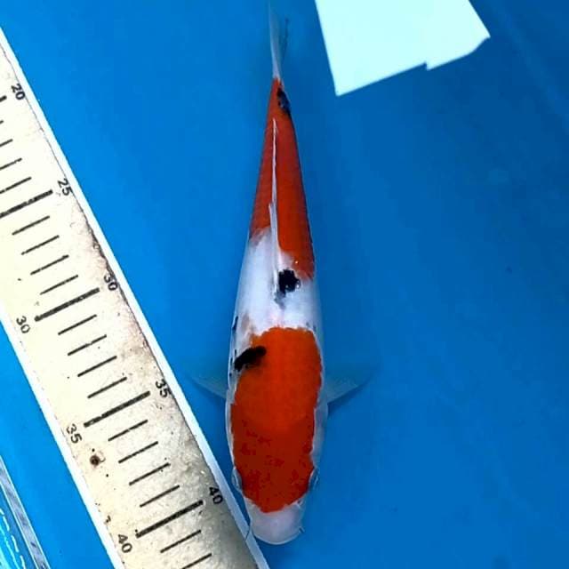 Sanke, 23 cm