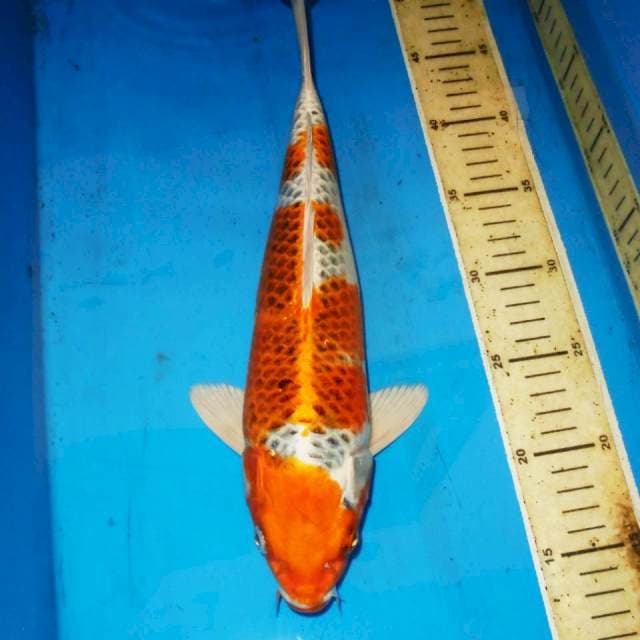 KUJAKU BERSIH 34cm