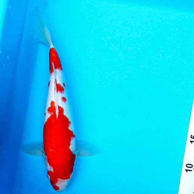 Kohaku//29cm