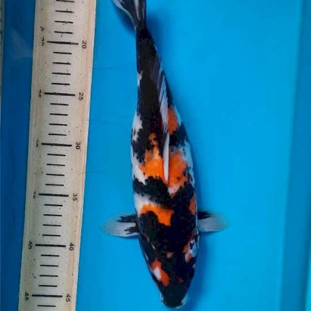 Showa 32cm