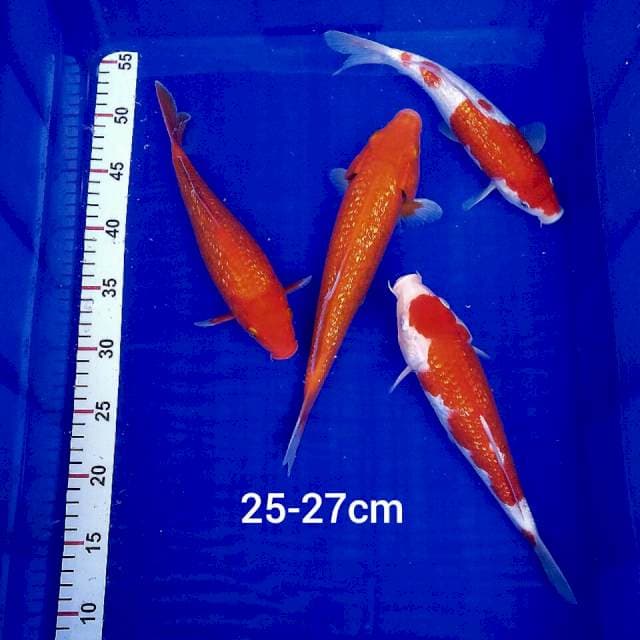 Benigoi+kohaku ginrin