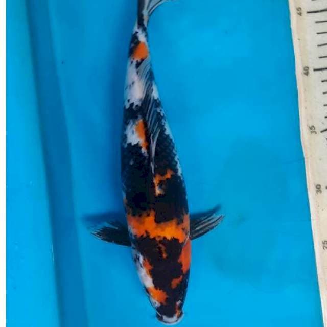 Showa 31cm