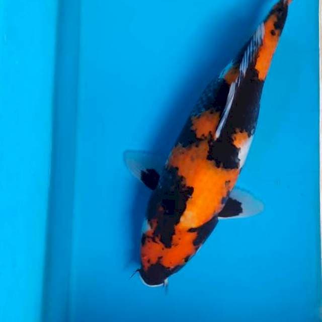 Hi showa 30cm