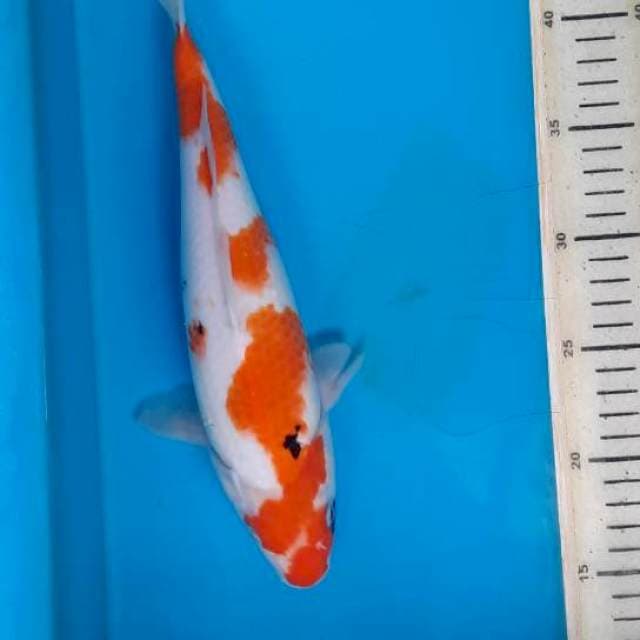 Tategoi showa 30cm