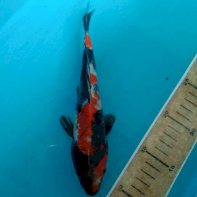 Showa 21cm