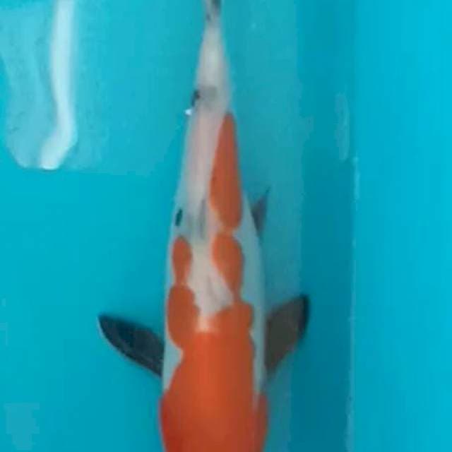 Doitsu showa 20cm