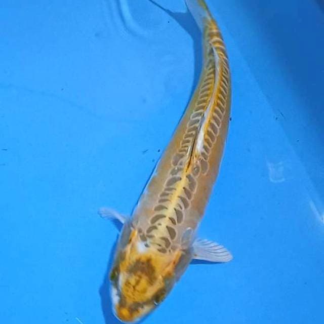 Antik kawarimono