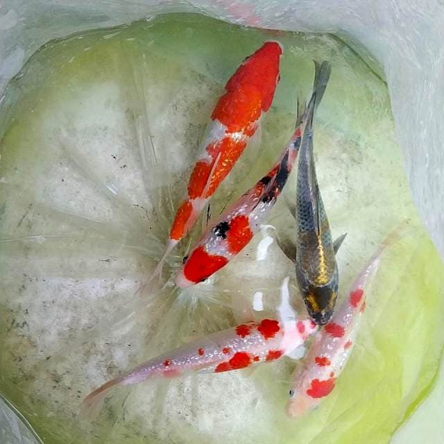 Paket ginrin mix ochiba