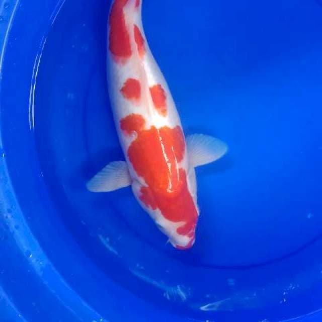 Kohaku 1