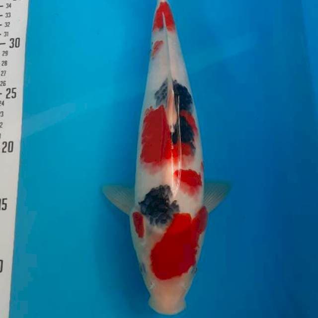 Sanke 32cm