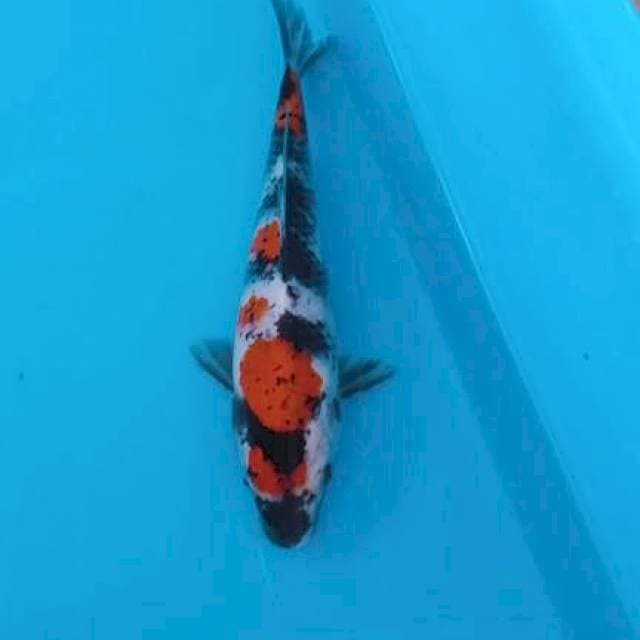 Showa 23cm