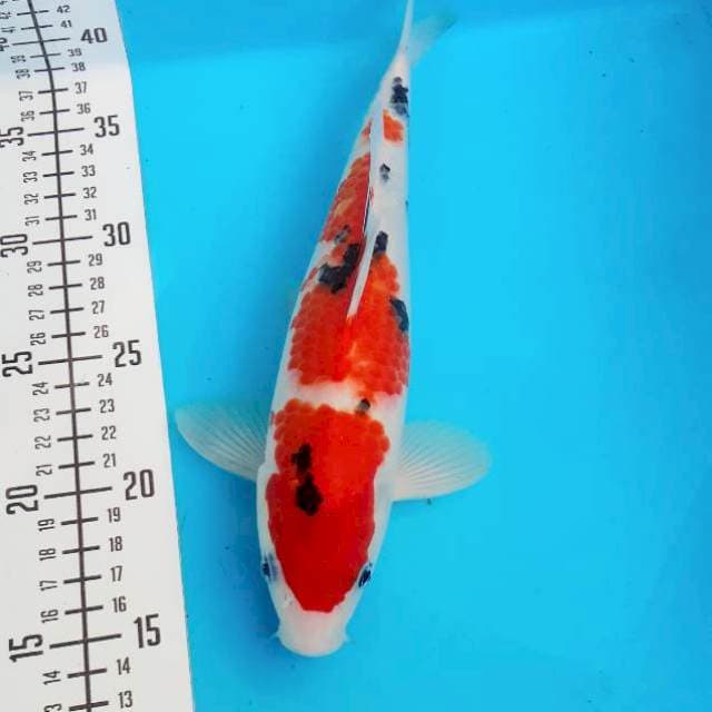 Sanke 27cm