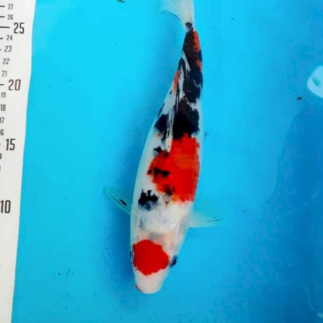 25cm