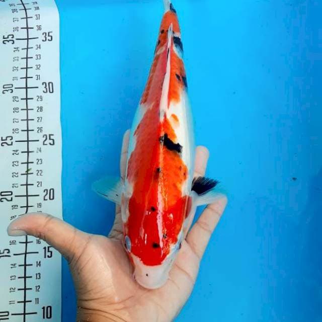 27cm