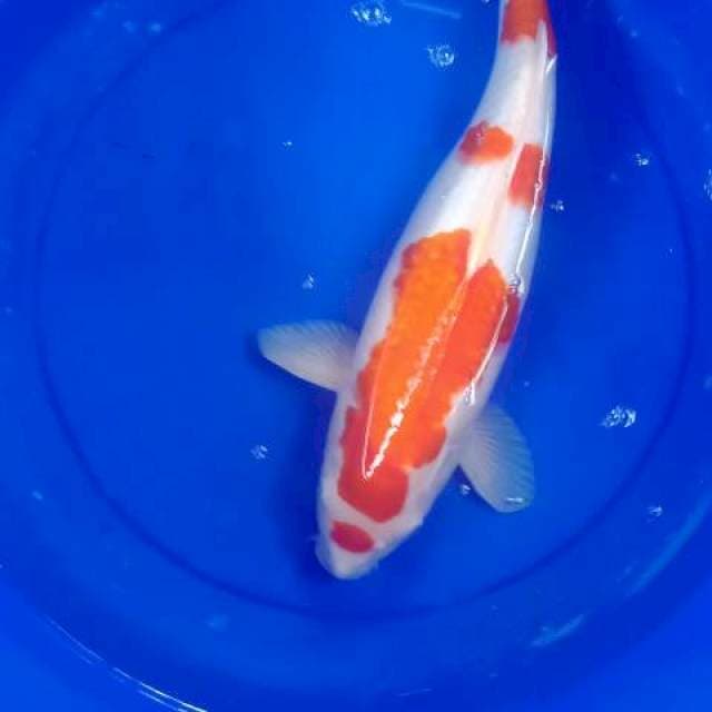 Kohaku 2