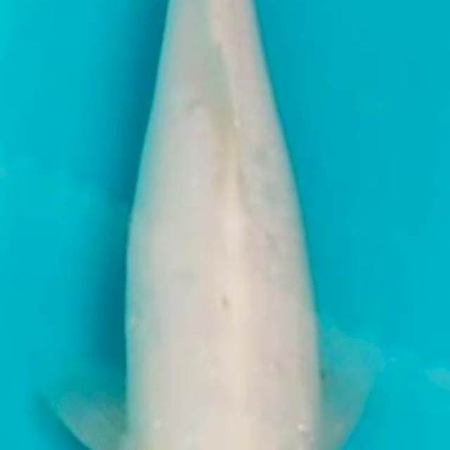 TC KOHAKU 31CM