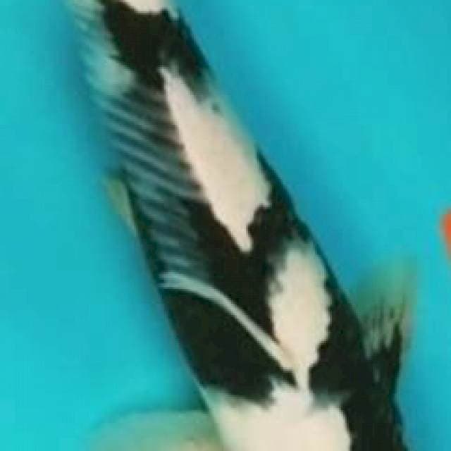 TC sowa 37cm