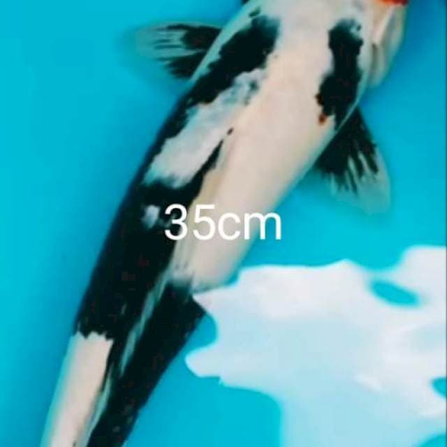 TC SOWA 35CM