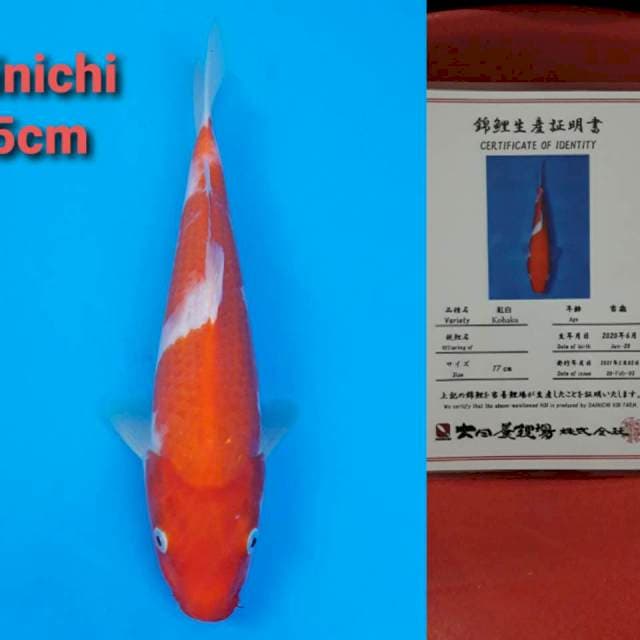 Dainichi kohaku 25cm certy