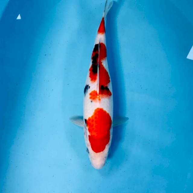 Sanke, 32 cm
