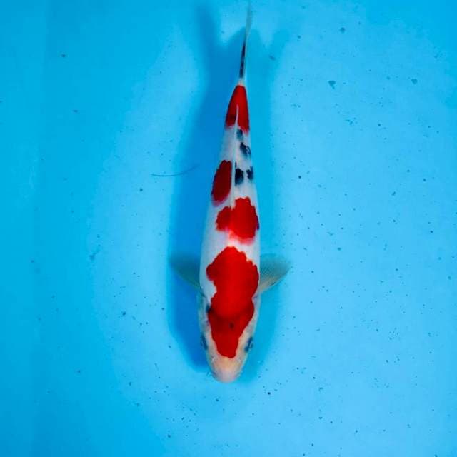 Sanke, 23 cm