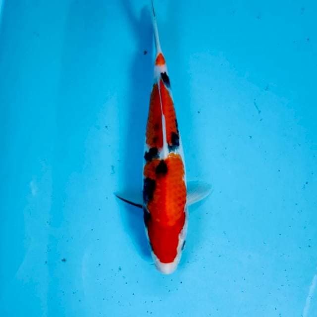 Sanke, 26 cm