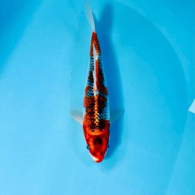Goshiki, 25 cm