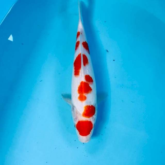 Kohaku, 30 cm