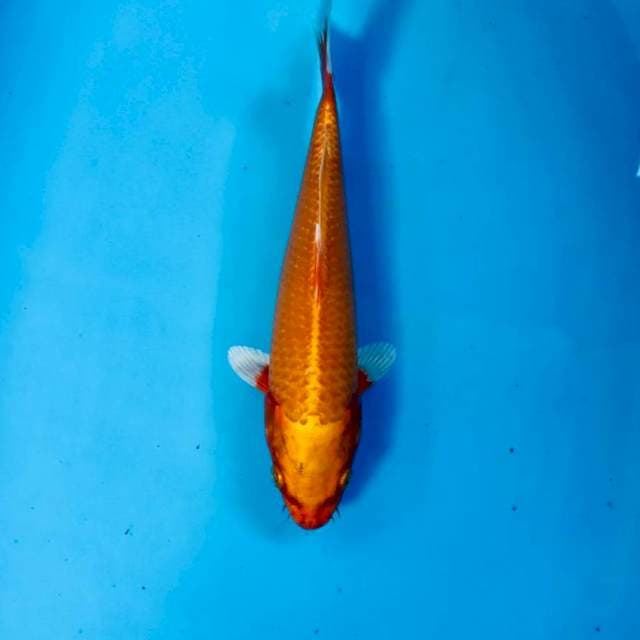 Ogon, 25 cm