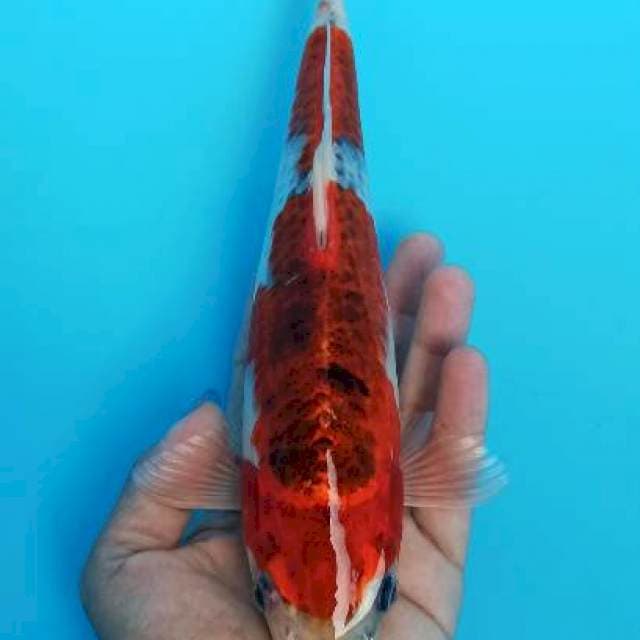 Red goshiki 27cm