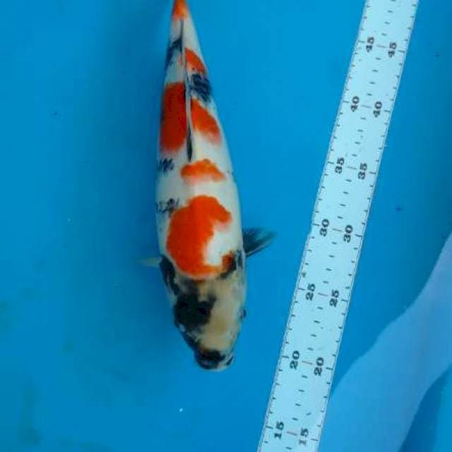 Showa, 35cm