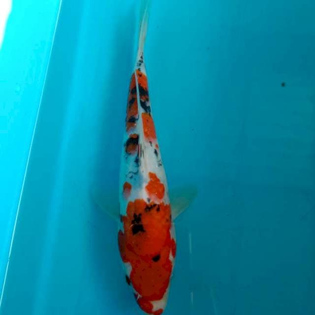 Showa 24cm