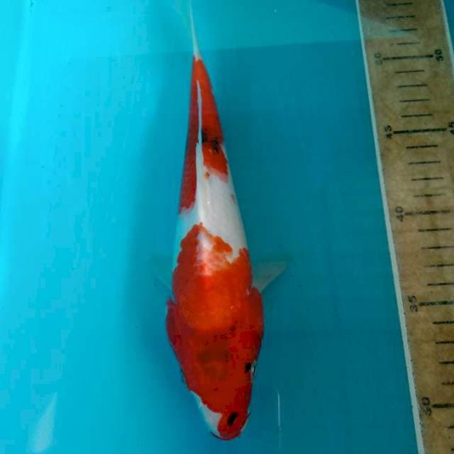 Showa 25cm