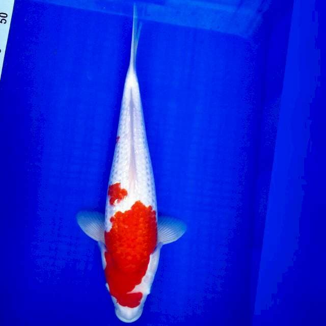 Kohaku ginrin 38cm
