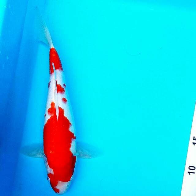 Kohaku 30cm