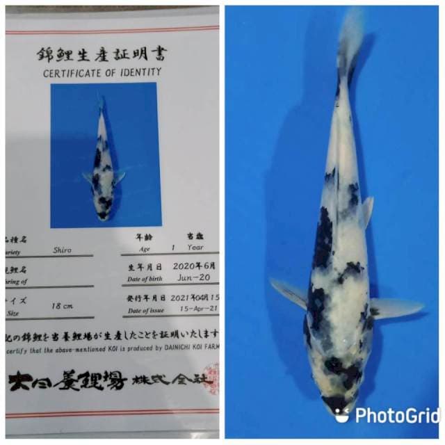 Shiro dainichi