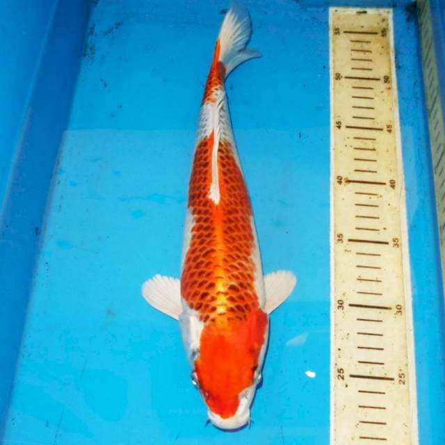 34cm F1 KUJAKU BERSIH