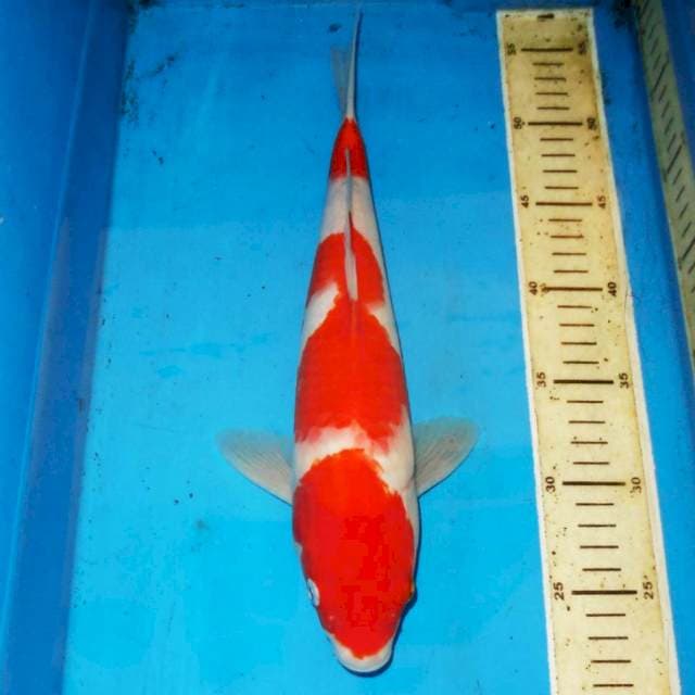 35cm F1 ORI KOHAKU RAPI
