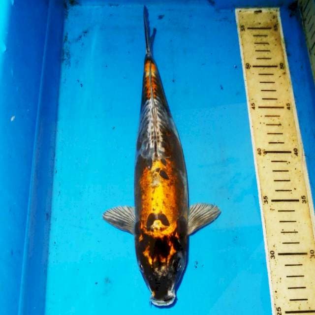 30cm KIKOKURYU UNIK