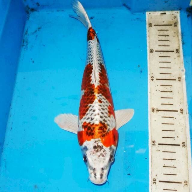 31cm F1 KUJAKU JARING BAGUS