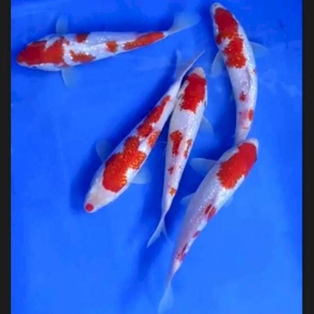 2. Paket Kohaku Ginrin Istimewa || 18-19 cm