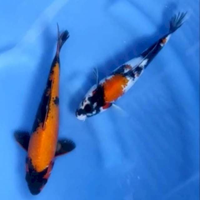 5. Showa 23 cm vs Utsuri 26 cm