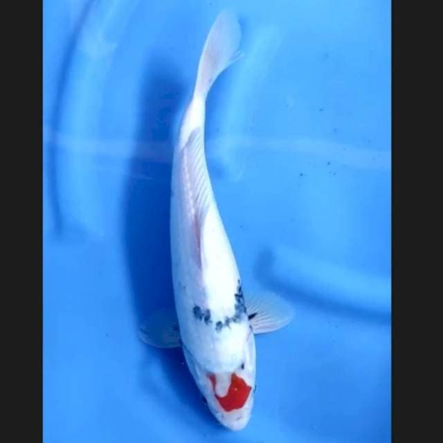 7. Tancho Showa Tategoi 34 cm || Jantan